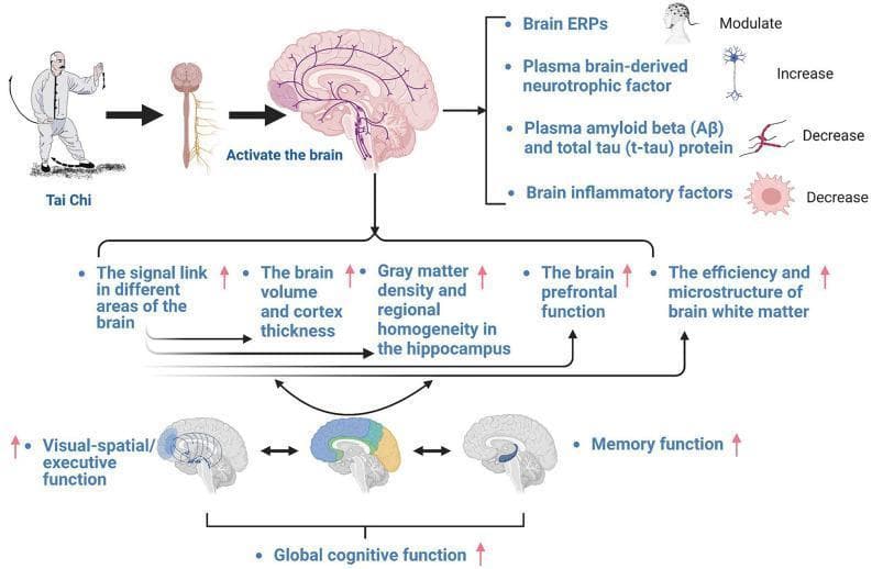 This pathophysiology diagram illustrates the hypothesized neural and biochemical mechanisms of Tai Chi in treating mild cognitive impairment (MCI). The flowchart begins with Tai Chi practice leading to brain activation, which triggers four primary biochemical and neurophysiological changes: modulation of brain Event-Related Potentials (ERPs), increased levels of plasma brain-derived neurotrophic factor, and decreased levels of both plasma amyloid beta (Aβ)/total tau (t-tau) proteins and brain inflammatory factors. These physiological shifts are linked to several structural and functional improvements: enhanced signal connectivity between brain regions, increased brain volume and cortex thickness, higher gray matter density and regional homogeneity in the hippocampus, improved prefrontal function, and enhanced white matter efficiency/microstructure. The diagram concludes by showing how these structural changes correlate with improved visual-spatial/executive function and memory function, collectively leading to an overall enhancement in global cognitive function. The illustration uses brain cross-sections and icons to represent neuroanatomical regions like the hippocampus and prefrontal cortex.