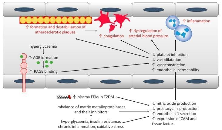 A pathophysiology diagram illustrating the mechanisms of endothelial dysfunction and increased cardiovascular risk in Type 1 and Type 2 Diabetes Mellitus. The diagram shows a cross-section of a blood vessel lined with endothelial cells. The upper section depicts pathological outcomes including the formation and destabilization of atherosclerotic plaques, increased coagulation (platelet aggregation), dysregulation of arterial blood pressure, and increased inflammation. Centrally, a list summarizes the resulting vascular environment: decreased platelet inhibition and vasodilation, alongside increased vasoconstriction and endothelial permeability. The lower section outlines the biochemical triggers: hyperglycemia leading to advanced glycation end-product (AGE) formation and RAGE binding; elevated plasma free fatty acids (FFAs); and imbalances in matrix metalloproteinases. These factors, alongside insulin resistance and oxidative stress, drive the dysfunction by decreasing nitric oxide and prostacyclin production while increasing endothelin-1, tissue factor, and cell adhesion molecule (CAM) expression. The diagram serves as a conceptual map connecting metabolic derangements to clinical macrovascular and microvascular complications.