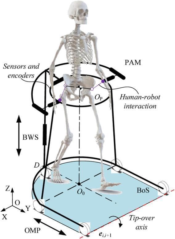 Anatomical diagram and conceptual model of a robotic walker designed for gait assistance and rehabilitation. The illustration features a human skeletal model positioned within a three-part robotic system. The base is an Omnidirectional Mobile Platform (OMP) equipped with three uniformly distributed wheels for multi-directional mobility, defining the Base of Support (BoS). Rising from the base is a Body Weight Support (BWS) system, indicated by vertical arrows representing height adjustment for offloading weight. At the waist level, a Pelvic Assist Mechanism (PAM) is shown, featuring sensors and encoders to detect pelvic rotation and obliquity. Dashed lines illustrate the human-robot interaction point at the pelvic center. The diagram includes a 3D coordinate system (OXYZ) and a tip-over axis indicator to demonstrate the device's mechanical stability. This visual is intended for physical therapy and biomedical engineering education, focusing on assistive technology for lower extremity motor function recovery.