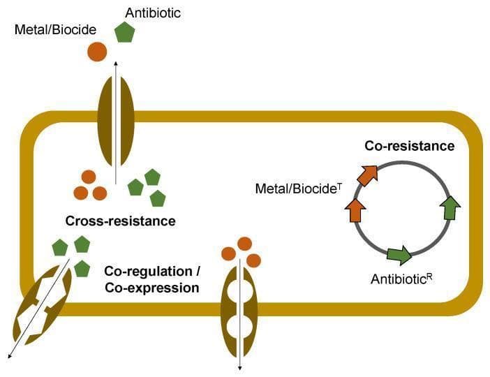 This pathophysiology diagram illustrates the three primary mechanisms of bacterial co-selection for antimicrobial resistance (AMR) triggered by metals and biocides. A bacterial cell is shown with three distinct genetic and functional pathways: 1) Cross-resistance, depicted by a single transmembrane efflux pump protein transporting both 'Metal/Biocide' (orange circles) and 'Antibiotic' (green pentagons), suggesting a shared resistance mechanism. 2) Co-resistance, represented by a circular plasmid or genetic element containing linked genes for 'Metal/Biocide T' (tolerance) and 'Antibiotic R' (resistance), showing how selective pressure for one leads to the retention of the other. 3) Co-regulation / Co-expression, shown by linked transmembrane transporters that are jointly activated by a common regulatory pathway. The diagram highlights how environmental stressors, such as biocides or heavy metals, can inadvertently select for antibiotic-resistant bacteria through these physiological and genetic linkages.