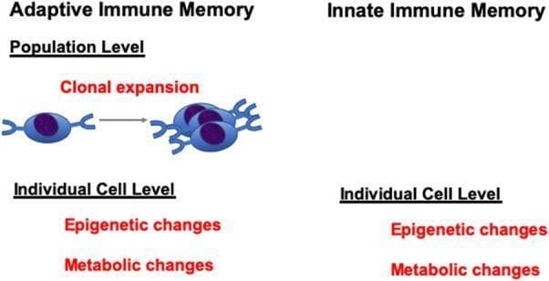 This Comparison Chart illustrates the fundamental differences and similarities between Adaptive and Innate Immune Memory across population and individual cellular levels. The diagram is divided into two primary columns: 'Adaptive Immune Memory' and 'Innate Immune Memory.' Under the Adaptive Immune Memory section, the 'Population Level' mechanism is visually represented by a diagram showing 'Clonal expansion,' where a single lymphocyte progresses through cell division into a larger cluster. At the 'Individual Cell Level,' both Adaptive and Innate Immune Memory share identical mechanisms, listed as 'Epigenetic changes' and 'Metabolic changes.' Crucially, the Innate Immune Memory side lacks the 'Population Level' clonal expansion component, highlighting that its memory (often referred to as 'trained immunity') resides solely within functional alterations of individual cells like monocytes or macrophages rather than numerical expansion of antigen-specific clones. This medical illustration is designed to clarify that while the pathways to immunological memory differ, epigenetic and metabolic reprogramming are common denominators in both arms of the human immune system.