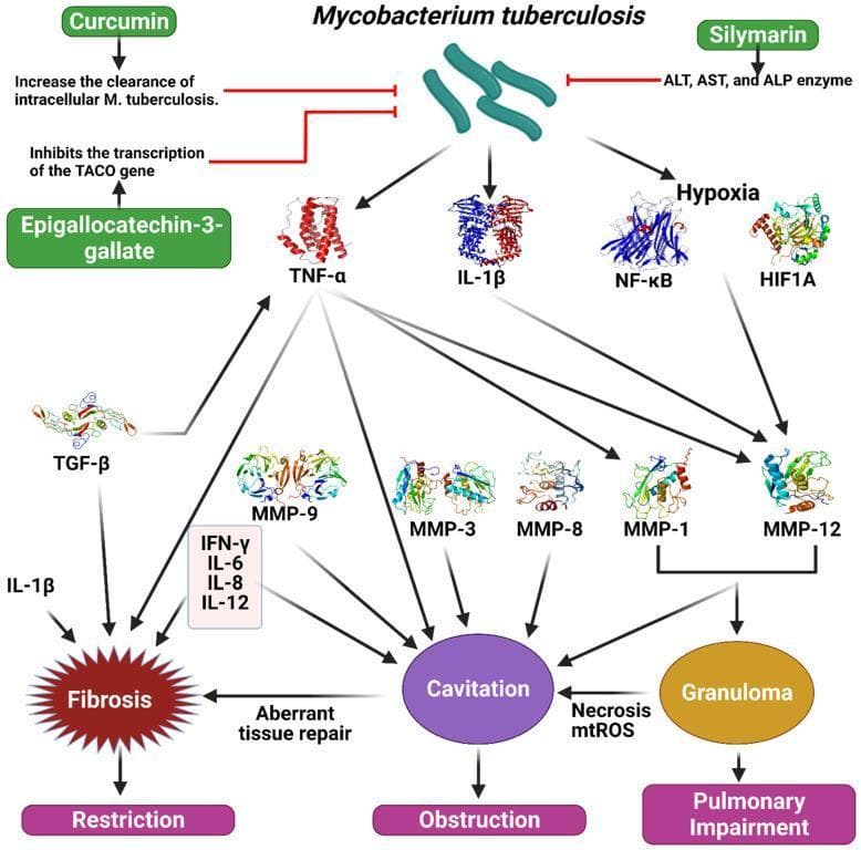 This pathophysiology diagram illustrates the signaling pathways and molecular mechanisms of Mycobacterium tuberculosis (M. tuberculosis) infection and the modulatory roles of specific polyphenols. The flowchart shows M. tuberculosis stimulating a cascade of inflammatory mediators including TNF-α, IL-1β, NF-κB, and HIF1A (hypoxia-inducible factor). These mediators further activate various Matrix Metalloproteinases (MMP-1, 3, 8, 9, 12) and TGF-β. The downstream clinical consequences are categorized into three major pathological states: Fibrosis (associated with pulmonary restriction), Cavitation (associated with obstruction), and Granuloma formation (leading to pulmonary impairment). The diagram also integrates therapeutic modulation by showing Curcumin increasing intracellular M. tuberculosis clearance, Epigallocatechin-3-gallate inhibiting TACO gene transcription, and Silymarin inhibiting liver enzymes (ALT, AST, ALP) often elevated during treatment. Secondary cytokines like IFN-γ, IL-6, IL-8, and IL-12 are shown contributing to the aberrant tissue repair and necrosis/mtROS processes that drive chronic lung damage. This diagram is designed for advanced medical education in pulmonology, infectious disease, and immunology.