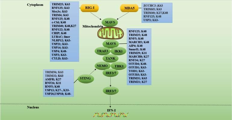 A pathophysiology diagram illustrating the RLR (RIG-I-like receptor) signaling pathway and its regulation by ubiquitination. The pathway originates in the cytoplasm where RIG-I and MDA5 recognize viral ligands and converge on the mitochondrial adaptor protein MAVS. Downstream signal transduction proceeds through a complex of TRAF3, IKKi, TANK, NEMO, and TBK1, leading to the phosphorylation of transcription factors IRF3 and IRF7. These factors translocate from the cytoplasm into the nucleus to initiate Type I Interferon (IFN-I) production. The diagram highlights the extensive regulatory role of E3 ubiquitin ligases and deubiquitinating enzymes (DUBs), listed in blue boxes adjacent to key signaling proteins (RIG-I, MDA5, MAVS, and STING). It specifies various ubiquitin linkage types (K63, K48, K27, K11, and linear) associated with specific regulators such as TRIM25, RNF125, and various USPs. K63-linked chains generally promote signaling activation, while K48-linked chains typically lead to proteasomal degradation for pathway attenuation. This visual serves as a comprehensive educational map for innate antiviral immunity and post-translational protein modification.