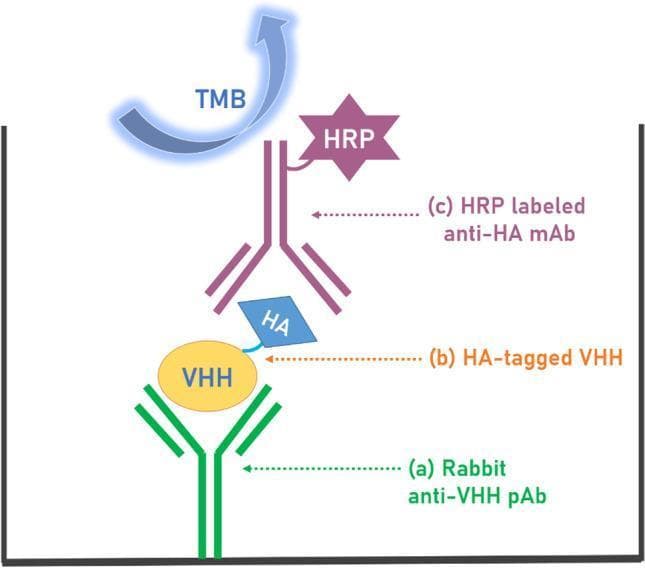 This medical laboratory diagram illustrates a sandwich Enzyme-Linked Immunosorbent Assay (ELISA) technique used for the detection of VHH (variable heavy-chain antibodies). The schematic depicts the spatial arrangement of the assay components within a microtiter plate well from bottom to top: (a) A capture layer consisting of Rabbit anti-VHH polyclonal antibodies (pAb), which are passively adsorbed to the bottom of the well. (b) The analyte, represented as an HA-tagged VHH molecule, where the VHH core binds to the capture antibody and an HA (hemagglutinin) tag is available for detection. (c) The detection layer featuring an HRP-labeled anti-HA monoclonal antibody (mAb). This antibody targets the HA tag of the analyte and is conjugated to Horseradish Peroxidase (HRP), shown as a purple star-shaped molecule. At the top, a blue curved arrow labeled TMB (3,3′,5,5′-Tetramethylbenzidine) represents the chromogenic substrate added to the well. The diagram demonstrates the biochemical principle of signal transduction where HRP catalyzes the oxidation of TMB to produce a measurable colorimetric signal, indicating the presence and concentration of the VHH analyte.