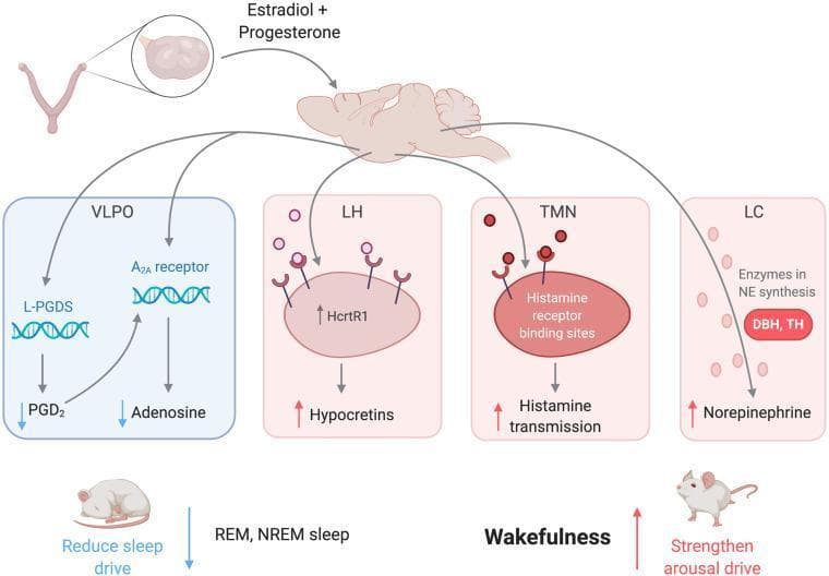 This pathophysiology diagram illustrates the neurobiological mechanisms by which female sex hormones, estradiol and progesterone, regulate the sleep-wake cycle. The diagram depicts hormonal signaling pathways originating from the ovaries and targeting specific neural regions. In the Ventrolateral Preoptic Nucleus (VLPO), the hormones suppress L-PGDS and PGD2, which along with decreased adenosine and A2A receptor activity, reduces sleep drive. Conversely, the hormones strengthen the arousal drive by stimulating three key regions: the Lateral Hypothalamus (LH), increasing HcrtR1 activity and hypocretin production; the Tuberomammillary Nucleus (TMN), enhancing histamine receptor binding and transmission; and the Locus Coeruleus (LC), where upregulation of enzymes DBH and TH increases norepinephrine synthesis. The visual summary indicates that these combined hormonal actions lead to a reduction in REM and NREM sleep while promoting wakefulness. The illustration uses color-coded boxes for sleep-promoting (blue) and wake-promoting (red) pathways, supported by rodent model representations for clinical research context.