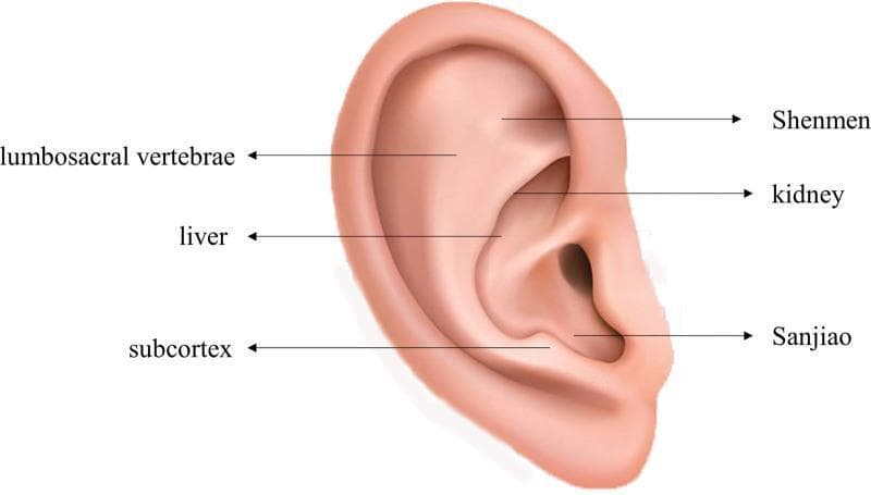 Anatomical diagram of a right human auricle (external ear) identifying specific acupoints used in auricular acupoint pressure therapy. The illustration shows a realistic depiction of ear landmarks including the helix, antihelix, concha, and lobe. Six specific acupoints are labeled with arrows pointing to their topographical locations: Shenmen (located in the triangular fossa), Kidney (superior concha), Sanjiao (inferior concha near the intertragic notch), Subcortex (inner aspect of the antitragus), Liver (cymba conchae), and Lumbosacral Vertebrae (antihelix crus). This visual serves as a clinical guide for the placement of pressure beans (Semen vaccariae) in Traditional Chinese Medicine protocols for systemic conditions. The image is categorized under clinical imaging and skull-related anatomy, intended for medical education on non-pharmacological interventions.