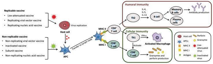 A pathophysiology diagram illustrating the immune response mechanisms triggered by replicable and non-replicable vaccines. The flowchart begins on the left, distinguishing replicable vaccines (e.g., live-attenuated) which undergo replication within a host cell before antigen uptake, from non-replicable vaccines (e.g., inactivated, subunit) which are directly processed by antigen-presenting cells (APCs). Following transfer to a lymph node, the diagram depicts APCs presenting antigens via MHC II to CD4+ T cells and via MHC I to CD8+ T cells. The CD4+ T cell pathway bifurcates into Humoral Immunity, mediated by Th2 cells, B cells, and plasma cells producing antibodies (IL-4, IL-5, IL-13 signaling), and Cellular Immunity. The cellular immunity section shows Th1 cells activating macrophages via IFN-γ and stimulating CD8+ T cells to produce granzymes and perforin for cytotoxic activity. This comprehensive illustration serves as an educational summary of vaccine-induced adaptive immunity for medical and immunology students.