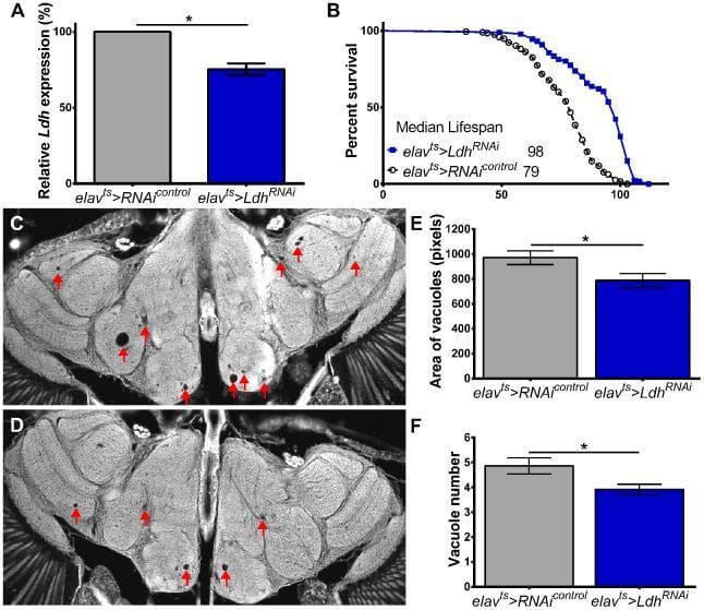 A multi-panel figure illustrating the neuroprotective effects of neuronal Lactate Dehydrogenase (Ldh) knockdown in an aging model. Panel A: A bar graph shows reduced relative Ldh expression in elavts>LdhRNAi specimens compared to controls. Panel B: A Kaplan-Meier survival curve demonstrates significant lifespan extension in the Ldh knockdown group (median 98 days) versus control (median 79 days). Panels C and D: Grayscale diagnostic-style images of brain sections from 75-day-old specimens. Panel C (control) exhibits numerous large, dark, circular vacuoles (indicated by red arrows) throughout the neuropil, characteristic of age-related neurodegeneration. Panel D (LdhRNAi) shows a marked reduction in both the size and frequency of these vacuoles. Panels E and F: Quantitative comparison charts confirm that neuronal Ldh knockdown significantly decreases both the average total area of vacuoles (in pixels) and the absolute vacuole number. Statistical significance is indicated by asterisks and bars representing standard error of the mean (SEM), highlighting the role of Ldh modulation in delaying neuropathological progression.