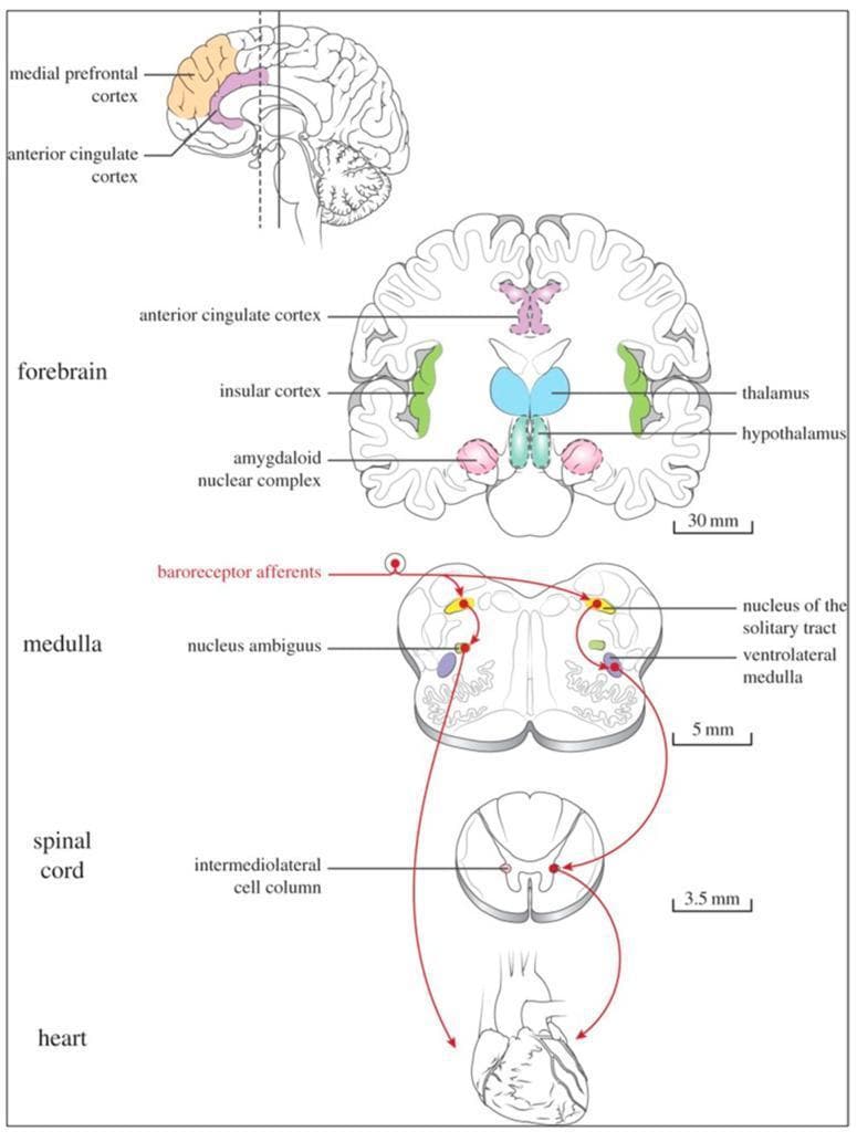 This medical diagram illustrates the central autonomic network and the neural pathways of the brain-heart interaction, specifically highlighting the baroreceptor reflex. The figure is divided into four anatomical levels: heart, spinal cord, medulla, and forebrain. In the forebrain level, a coronal cross-section identifies the anterior cingulate cortex, insular cortex, thalamus, hypothalamus, and the amygdaloid nuclear complex. A sagittal view above it highlights the medial prefrontal cortex and anterior cingulate cortex. The medulla section depicts the nucleus of the solitary tract (NTS), nucleus ambiguus, and ventrolateral medulla. The spinal cord section highlights the intermediolateral cell column. Red arrows trace the baroreceptor reflex pathway: afferent signals originate from the heart, enter the medulla via the NTS, and relay through various brainstem and forebrain nuclei to regulate sympathetic and parasympathetic outflow. This diagram demonstrates the hierarchical organization of homeostatic blood pressure control and the neuroanatomical structures facilitating autonomic regulation in humans.