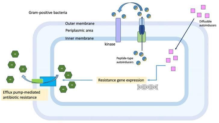 This pathophysiology diagram illustrates quorum-sensing-regulated resistance mechanisms in Gram-positive bacteria. The bacterial cell structure is depicted with three distinct layers: an inner membrane, a periplasmic area, and an outer membrane. The diagram highlights two primary signaling pathways involved in cell-to-cell communication. The first involves 'peptide-type autoinducers' (represented as blue/yellow spheres), which are processed and secreted via a transmembrane receptor and then detected by a membrane-spanning kinase. The second pathway involves 'diffusible autoinducers' (pink squares) that freely enter the cell. Both pathways converge to trigger 'resistance gene expression' at the DNA level. This genetic activation leads to physiological outcomes, specifically 'efflux pump-mediated antibiotic resistance,' where a transmembrane efflux pump actively transports antibiotic molecules (green hexagons) out of the intracellular space. This educational graphic demonstrates the interplay between bacterial signaling and multidrug resistance mechanisms.