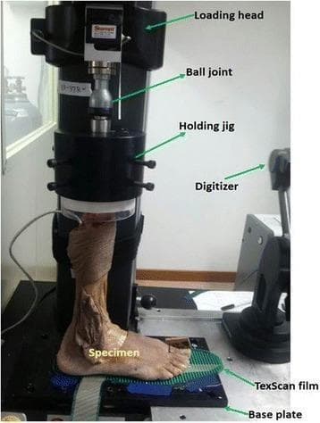 This clinical photograph illustrates the experimental setup for the biomechanical testing of a human cadaveric lower leg specimen. The apparatus is designed to simulate single-leg standing posture using a universal mechanical testing machine (Instron model). Key components include a loading head connected via a ball joint to a holding jig, which secures the proximal tibia and fibula. The ball joint ensures unconstrained natural rotational reaction during axial loading. The distal portion of the specimen, consisting of the foot and ankle, is positioned on a TexScan film sensor resting on a base plate to measure plantar pressure distribution and the center of force (COF). An external digitizer is visible, used for capturing kinematic data of ankle joint motion. Anatomically, the specimen shows the removal of skin and subcutaneous tissues around the ankle to reveal deeper structures while preserving the syndesmotic ligaments and tendons for functional analysis. This setup is typically used in orthopedic research to evaluate the effects of surgical procedures, such as supramalleolar osteotomy (SMO), on ankle joint mechanics.