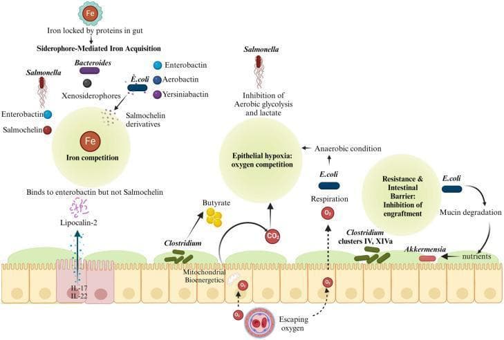 This medical illustration depicts the mechanisms of colonization resistance and ecocompetition within the human gut microbiome between commensal bacteria and pathogenic Salmonella. The diagram is divided into three functional areas: siderophore-mediated iron acquisition, epithelial hypoxia/oxygen competition, and mucosal barrier resistance. In the iron acquisition section, the diagram shows Salmonella producing salmochelin to bypass the host antimicrobial protein Lipocalin-2 (which binds enterobactin), while commensal E. coli and Bacteroides compete for iron using various siderophores like aerobactin and yersiniabactin. Centrally, the diagram illustrates how Clostridium-derived butyrate fuels mitochondrial bioenergetics in colonocytes, consuming oxygen and maintaining epithelial hypoxia. This anaerobic state, supplemented by E. coli respiration, inhibits the aerobic glycolysis and growth of Salmonella. Finally, the intestinal barrier section shows commensal E. coli degrading mucin to support beneficial bacteria like Akkermensia, collectively inhibiting Salmonella engraftment and translocation. The schematic emphasizes the symbiotic role of the microbiota in maintaining intestinal homeostasis and nutrient sequestration to prevent pathogen proliferation.