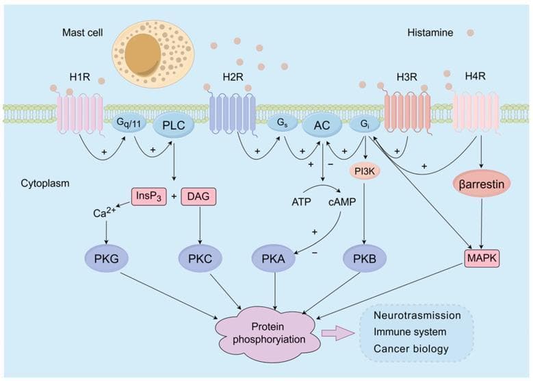 A pathophysiology diagram illustrating the intracellular signaling pathways mediated by the four histamine receptor subtypes (H1R, H2R, H3R, and H4R). The visual shows histamine molecules released from a mast cell binding to G protein-coupled receptors (GPCRs) embedded in a lipid bilayer. The H1R pathway is shown coupling with Gq/11 to activate Phospholipase C (PLC), generating Inositol trisphosphate (InsP3) and Diacylglycerol (DAG), which lead to calcium release and Protein Kinase C (PKC) activation. H2R couples with Gs proteins to stimulate Adenylate Cyclase (AC), increasing cAMP and activating Protein Kinase A (PKA). H3R and H4R couple with Gi proteins to inhibit AC or activate PI3K/PKB and MAPK pathways. Additional recruitment of β-arrestin by H4R is also depicted. The diagram concludes with the convergence of these kinases onto 'Protein phosphorylation,' highlighting downstream clinical effects in neurotransmission, the immune system, and cancer biology. This infographic serves as a medical educational resource for pharmacology and cellular biology.