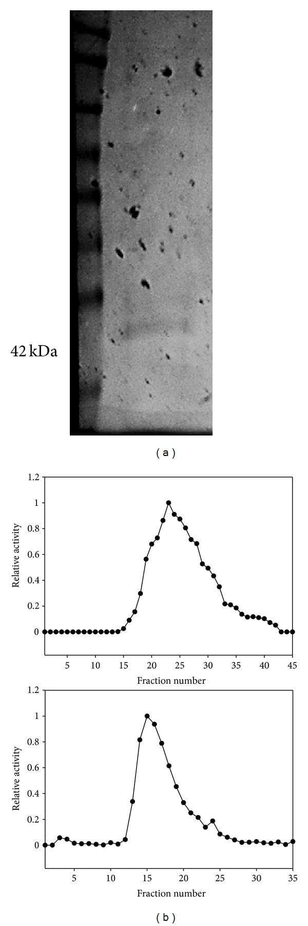 Educational scientific figure illustrating protein purification and characterization techniques, specifically for Lactate Dehydrogenase (LDH). Figure (a) displays a Diagnostic Image of a silver-stained polyacrylamide gel electrophoresis (PAGE) used for assessing electrophoretic homogeneity. The left lane contains a protein molecular weight ladder with a visible reference band labeled at 42 kDa. The adjacent lane demonstrates a single distinct band representing purified LDH, indicating successful isolation. Figure (b) presents two Comparison Charts showing elution profiles of LDH activity. The top graph depicts purification using a blue agarose affinity column, characterized by a broad elution peak ranging from fraction 15 to 40, peaking at fraction 25. The bottom graph shows purification using an oxamate affinity column, displaying a significantly sharper and narrower elution peak between fractions 10 and 25, peaking at fraction 15. This comparison demonstrates the higher specificity and resolving power of the oxamate column for attaining highly purified enzyme samples. These visuals are essential for understanding biochemical laboratory techniques and metabolic enzyme regulation.