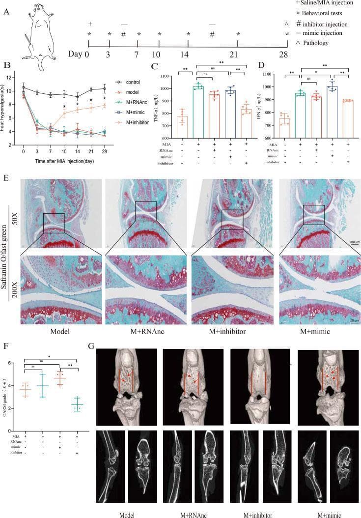 This composite educational graphic illustrates a pre-clinical study on knee osteoarthritis (KOA) treatment using miRNA modulation in a mouse model. (A) Timeline diagram showing the 28-day experimental protocol including MIA injection, behavioral testing, and therapeutic injections. (B) Line graph tracking heat hyperalgesia (pain threshold) over 28 days. (C, D) Bar charts quantifying serum inflammatory markers TNF-α and IFN-γ across experimental groups. (E) Comparative histology of joint sections using Safranin O/Fast Green staining at 50x and 200x magnification. The 'Model', 'RNAnc', and 'mimic' groups show significant depletion of red Safranin O stain, indicating proteoglycan loss and articular cartilage thinning. The 'inhibitor' group demonstrates preserved cartilage integrity and increased red stain intensity. (F) Statistical box plot of OARSI scores quantifying cartilage degradation. (G) Diagnostic imaging comprising 3D μCT joint reconstructions and 2D sagittal cross-sections. These images visualize structural changes such as cartilage erosion and joint space narrowing in the KOA model versus the restorative effects observed in the inhibitor treatment group. The visual elements demonstrate the efficacy of miR-199b-5p inhibition in attenuating osteoarthritic pathology.