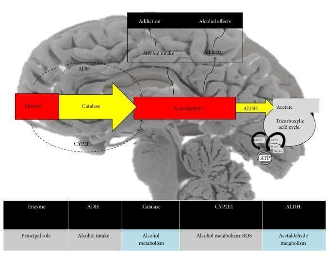 This pathophysiology diagram overlays the metabolic pathway of ethanol on a sagittal cross-section of a human brain. The illustration details the oxidative processes converting ethanol to acetaldehyde and subsequently to acetate. The primary pathway is facilitated by enzymes including Alcohol Dehydrogenase (ADH) and Catalase, represented by large yellow arrows, alongside the Cytochrome P450 2E1 (CYP2E1) system. Acetaldehyde is further processed by Aldehyde Dehydrogenase (ALDH) into acetate, which then enters the Tricarboxylic acid (TCA) cycle (Krebs cycle) to generate energy in the form of ATP, with associated cofactors NADH and FADH2. The diagram also highlights clinical associations with ethanol consumption in the brain, including 'Addiction,' 'Alcohol intake,' 'Alcohol effects,' and the formation of 'Adducts.' A supplementary table at the bottom summarizes the principal roles of the key metabolic enzymes: ADH (alcohol intake), Catalase (alcohol metabolism), CYP2E1 (alcohol metabolism and Reactive Oxygen Species/ROS generation), and ALDH (acetaldehyde metabolism). This educational resource illustrates the biochemical mechanisms of alcohol processing and neurobiological impact.