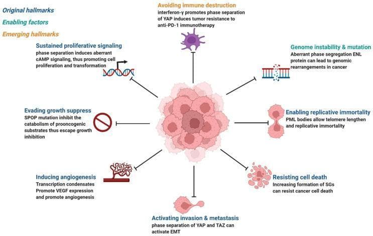 A pathophysiology diagram illustrating the 'hallmarks of cancer' in the context of phase separation and biomolecular condensates. Centrally, a pink, irregular mass represents a cluster of proliferating cancer cells. Radiating from this center are various mechanisms linked to oncogenesis and tumor maintenance, categorized as original, enabling, or emerging hallmarks. These include: (1) Sustained proliferative signaling via aberrant cAMP signaling; (2) Genome instability and mutation through ENL protein phase segregation; (3) Enabling replicative immortality via PML body-mediated telomere lengthening; (4) Resisting cell death through stress granule (SG) formation; (5) Activating invasion and metastasis via YAP/TAZ phase separation and EMT; (6) Inducing angiogenesis through VEGF-promoting transcription condensates; (7) Evading growth suppression via SPOP mutations; and (8) Avoiding immune destruction involving YAP-mediated resistance to anti-PD-1 therapy. The diagram uses distinct icons (DNA strands, blood vessels, spiky immune cells) and text annotations to connect specific phase-separation abnormalities to established cancer phenotypes, emphasizing how aberrant condensates drive pathological signaling cascades and malignant transformation.