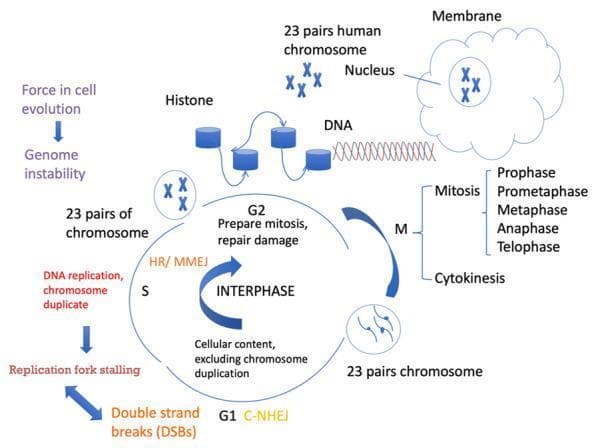A pathophysiology diagram illustrating the human cell cycle phases (Interphase and M-phase) integrated with specific DNA Double-Strand Break (DSB) repair pathways. The central circular flow depicts G1, S, and G2 phases of interphase, and the M (Mitosis) phase comprising prophase, prometaphase, metaphase, anaphase, telophase, and cytokinesis. Key molecular events are highlighted: G1 involves cellular content duplication and canonical non-homologous end joining (C-NHEJ); the S phase features DNA replication and chromosome duplication; and G2 focuses on mitotic preparation and damage repair via homologous recombination (HR) and microhomology-mediated end joining (MMEJ). The diagram visually connects the cell cycle to DNA structural elements, showing histones as blue cylinders and the DNA double helix within a nucleus. Clinical concepts such as replication fork stalling, genome instability, and DSBs are mapped to their respective phases, emphasizing the relationship between cell division stages and DNA maintenance mechanisms in human genetics and oncology.