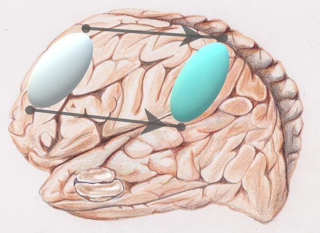 This anatomical diagram provides a lateral view of the human brain, specifically the right cerebral hemisphere, illustrating the concept of neuro-functional reorganization. The background is a detailed medical illustration of the cerebrum, showing prominent gyri and sulci rendered in brownish-red tones. Superimposed on this anatomy are two 3D oval markers. A silver-white oval is positioned over the frontal lobe (specifically the prefrontal cortex area), and a light-blue oval is positioned over the parietal lobe (specifically the inferior parietal region). Two parallel horizontal arrows with circular endpoints connect these regions, pointing from the frontal marker to the parietal marker. This visual represents a 'network translation' or a posterior shift in brain activation patterns often observed during aging. The diagram illustrates how executive functions may shift from frontal resources to parietal regions to maintain cognitive performance as part of a compensatory mechanism in the aging brain. This educational graphic is relevant to neuroanatomy, geriatric psychology, and functional neuroimaging studies.