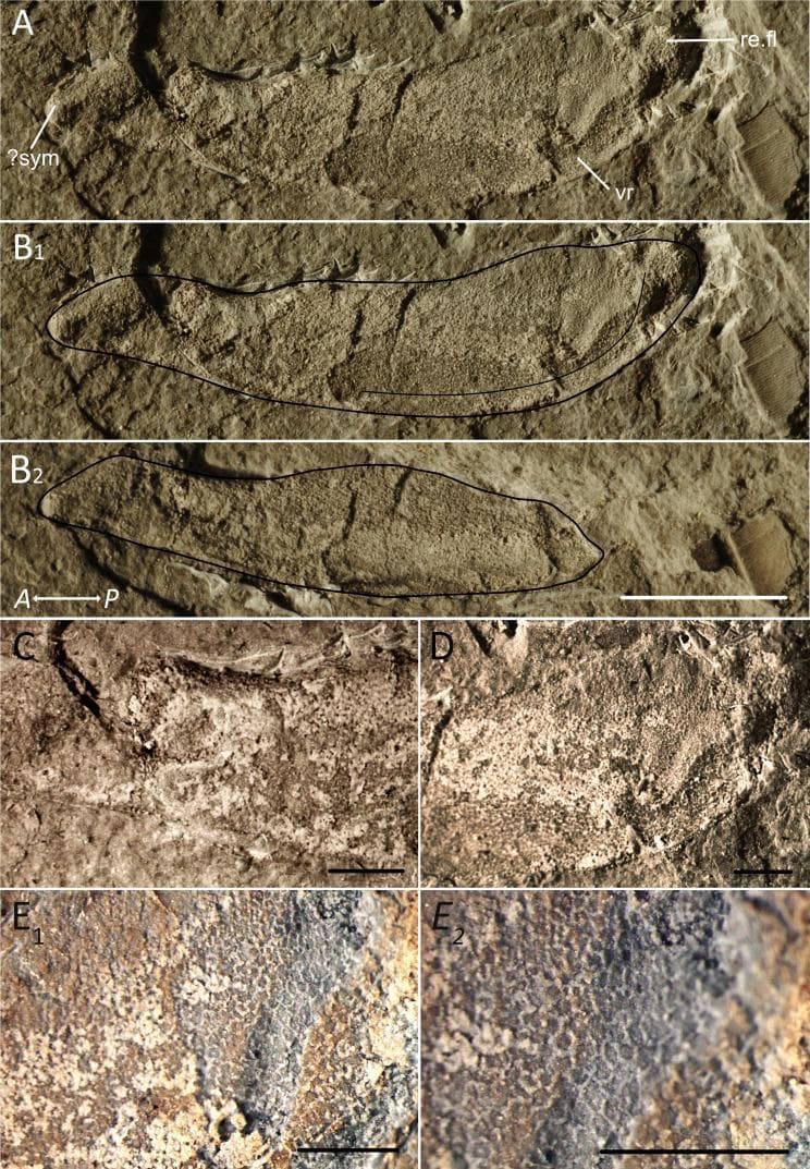 This composite educational image displays the morphological and histological features of a fossilized Meckel's cartilage, an embryonic precursor to the mandible. (A) and (B1-B2) present a lateral view and traced outlines of the elongated cartilage, showing a gently convex ventral edge, a thickened anterior symphysis, and a posterior retroarticular flange. A distinct ventral ridge (vr) is visible along the jaw's middle-to-posterior aspect. (C) and (D) provide high-magnification views of the anterior and posterior regions, respectively, highlighting differences in mineralization. (E1) and (E2) demonstrate the microstructure of the calcified cartilage, characterized by a tessellated polygonal pattern. These individual tesserae are separated by distinct, slightly rounded borders, representing intertesseral fibers. This tessellated prismatic calcified cartilage is a key diagnostic feature in chondrichthyan anatomy, used here to demonstrate the evolution and structural integrity of cartilaginous skeletal elements. The specimen serves as a model for understanding early jaw development and the histological transition of skeletal tissues.