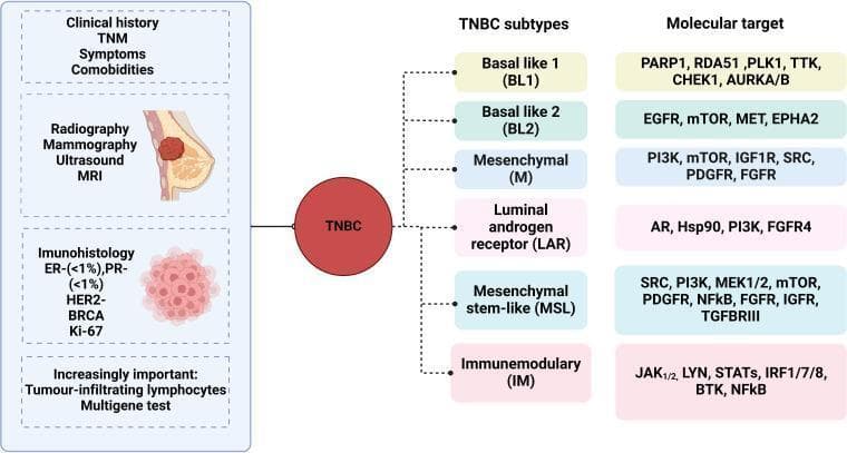 This medical infographic illustrates the diagnostic workflow and molecular classification of Triple-Negative Breast Cancer (TNBC). The diagram is divided into three horizontal sections. On the left, the diagnostic sequence includes: 1) Clinical history (TNM staging, symptoms, comorbidities); 2) Radiography (mammography, ultrasound, MRI); 3) Immunohistochemistry (ER/PR <1%, HER2 negative, BRCA, Ki-67); and 4) Emerging markers (Tumor-infiltrating lymphocytes and multigene testing). The central node, labeled 'TNBC', branches into six distinct molecular subtypes: Basal-like 1 (BL1), Basal-like 2 (BL2), Mesenchymal (M), Luminal Androgen Receptor (LAR), Mesenchymal Stem-like (MSL), and Immunomodulatory (IM). The right column lists corresponding molecular targets for each subtype, such as PARP1 and PLK1 for BL1; EGFR and mTOR for BL2; and AR and Hsp90 for the LAR subtype. This educational diagram demonstrates the heterogeneity of TNBC and the shift toward precision medicine by identifying specific signaling pathways and therapeutic targets like PI3K, SRC, and JAK1/2 across different genomic signatures.