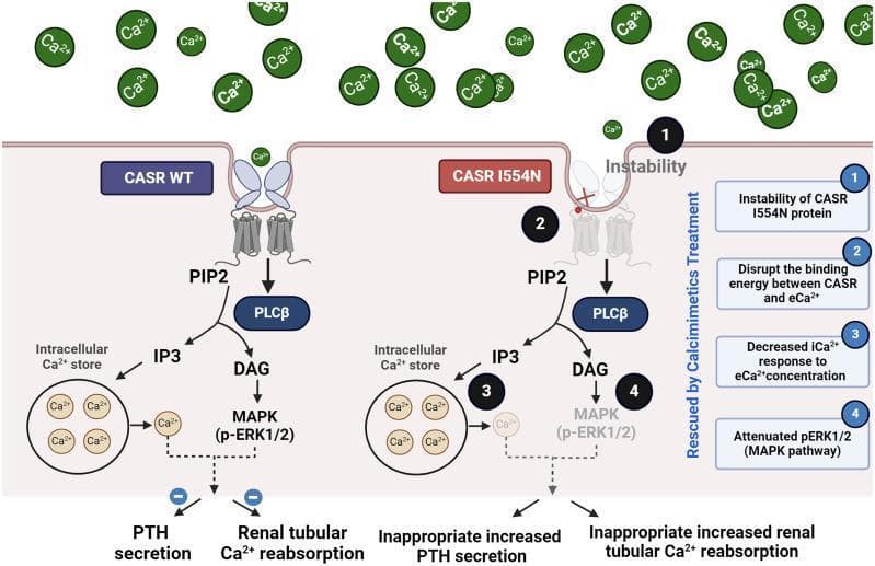 This pathophysiology diagram illustrates the molecular mechanism of the Calcium-Sensing Receptor (CASR) wild-type (WT) compared to the pathogenic I554N mutation. The left side (CASR WT) depicts normal signaling: extracellular calcium (eCa2+) binds to the intact receptor, activating the PLC̠ pathway (PIP2 to IP3 and DAG), which triggers intracellular calcium release and the MAPK (p-ERK1/2) pathway to inhibit Parathyroid Hormone (PTH) secretion and renal tubular calcium reabsorption. The right side (CASR I554N) highlights four pathological consequences: (1) protein instability, (2) disrupted binding energy between CASR and eCa2+, (3) decreased intracellular calcium (iCa2+) response, and (4) attenuated MAPK signaling. These defects lead to clinical manifestations of Familial Hypocalciuric Hypercalcemia type 1 (FHH1), specifically inappropriate increased PTH secretion and increased renal tubular calcium reabsorption. A vertical label indicates that this dysfunctional state can be 'Rescued by Calcimimetics Treatment.' The diagram serves as an educational tool for understanding G-protein coupled receptor (GPCR) dysfunction and calcium homeostasis disorders.