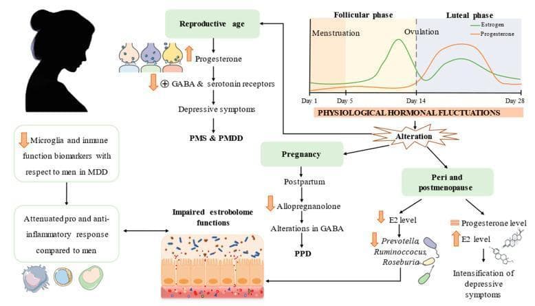 This pathophysiology diagram illustrates hallmarks of major depressive disorder (MDD) across various stages of the female reproductive lifespan, including reproductive age, pregnancy, and peri- and postmenopause. A line graph labeled 'Physiological Hormonal Fluctuations' depicts the 28-day menstrual cycle, showing estrogen peaks prior to ovulation (Day 14) and progesterone dominance during the luteal phase. A signaling pathway shows how progesterone fluctuations lead to GABA and serotonin receptor modulation, contributing to premenstrual syndrome (PMS) and premenstrual dysphoric disorder (PMDD). In the pregnancy/postpartum pathway, reduced allopregnanolone levels and GABA alterations are linked to postpartum depression (PPD). The peri- and postmenopausal section illustrates declining estradiol (E2) and progesterone, linked to the intensification of depressive symptoms. The diagram also highlights secondary factors, including impaired estrobolome function (gut-microbiome-estrogen axis) involving bacteria like Prevotella and Ruminococcus, and an immune component characterized by attenuated microglia and inflammatory responses compared to men. This visualization integrates endocrinology, neurobiology, and immunology to explain sex-specific vulnerabilities in mood disorders.
