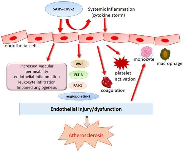 This pathophysiology diagram illustrates the mechanisms by which SARS-CoV-2 infection leads to endothelial dysfunction and subsequent atherosclerosis. The flow begins with SARS-CoV-2 and systemic inflammation (cytokine storm) acting as direct triggers on a layer of endothelial cells. This interaction initiates several downstream pathological processes: increased vascular permeability, endothelial inflammation, leukocyte infiltration, and impaired angiogenesis. The diagram highlights the release of specific molecular markers including von Willebrand factor (VWF), FLT-3, PAI-1, and angiopoietin-2. Furthermore, it depicts cellular interactions involving platelet activation, coagulation cascades, and the recruitment of monocytes which differentiate into macrophages. These combined molecular and cellular events culminate in 'Endothelial injury/dysfunction,' which is shown as a critical precursor to the development of 'Atherosclerosis.' The visual serves as an educational model for understanding COVID-19-related vascular complications and the long-term risk of cardiovascular disease in recovered patients.