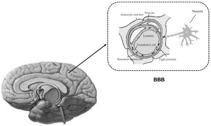This medical illustration depicts the anatomy and cellular organization of the Blood-Brain Barrier (BBB) and the Neurovascular Unit (NVU). The primary figure shows a sagittal view of the human brain, with an inset focusing on a microscopic cross-section of a brain capillary. The capillary is lined by endothelial cells containing tight junctions, which serve as a restrictive physical barrier between the vessel lumen and the brain parenchyma. Surrounding the endothelial layer is a basement membrane and closely associated pericytes. The entire vessel structure is unsheathed by astrocytic end-feet, which facilitate metabolic support and barrier maintenance. A neuron is also shown with its terminals in close proximity to the astrocytic end-feet, illustrating the functional coupling between neural activity and blood flow within the NVU. This diagram is designed for intermediate to advanced neurobiology or pharmacology education, highlighting the structural basis of central nervous system homeostasis and selective permeability.