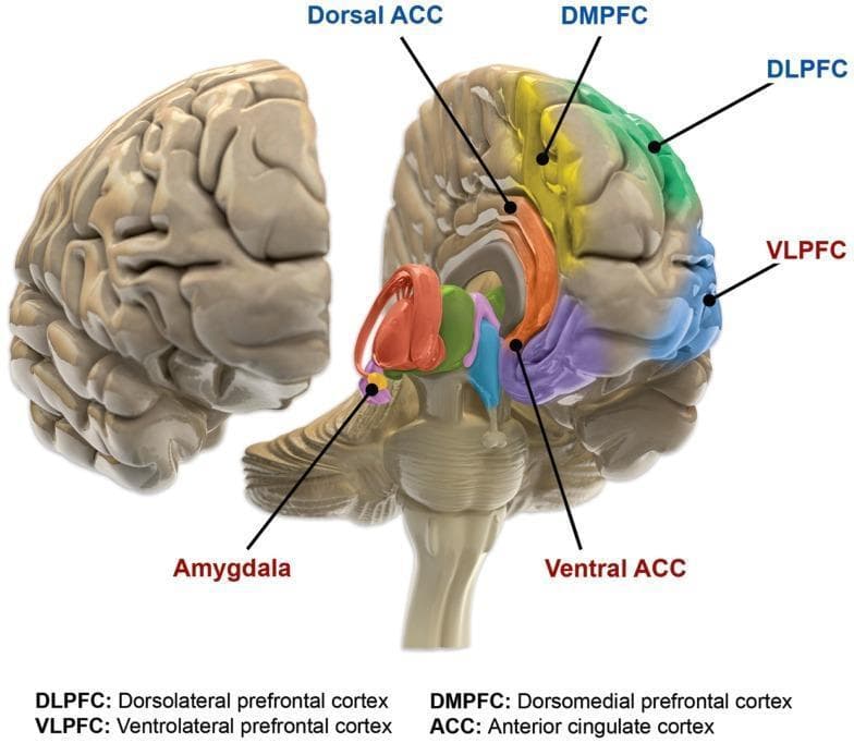 This anatomical diagram provides a sagittal and three-quarter view of the human brain, specifically illustrating the functional neuroanatomy involved in bipolar disorder and emotional regulation. Key regions are color-coded to distinguish between cognitive control networks and limbic/para-limbic systems. The cognitive control regions, typically exhibiting reduced responsiveness in euthymic bipolar patients, include the Dorsolateral Prefrontal Cortex (DLPFC) in green, the Dorsomedial Prefrontal Cortex (DMPFC) in yellow, and the Dorsal Anterior Cingulate Cortex (ACC) in orange. In contrast, limbic and para-limbic areas associated with emotional regulation and increased responsiveness are highlighted, including the Ventral ACC in purple, the Ventrolateral Prefrontal Cortex (VLPFC) in light blue, and the amygdala, located deep within the temporal lobe, in red/pink. The diagram emphasizes the spatial relationships between the cortical prefrontal areas and subcortical structures like the amygdala and brainstem. This visual resource is designed for medical education regarding the pathophysiology of mood disorders, illustrating the imbalance between top-down volitional control and bottom-up emotional reactivity.