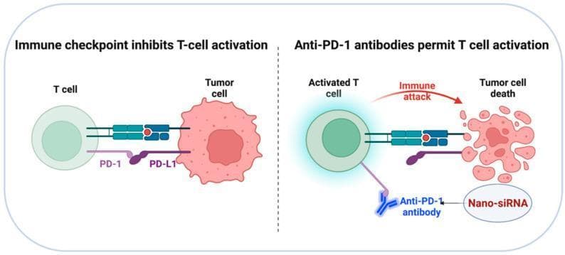 This medical illustration depicts the pathophysiology of immune checkpoint inhibition and the mechanism of PD-1/PD-L1 blockade. The diagram is divided into two comparative panels: 1) 'Immune checkpoint inhibits T-cell activation' (left) shows a T cell interacting with a tumor cell via the binding of Programmed Cell Death Protein 1 (PD-1) on the T cell to Programmed Death-Ligand 1 (PD-L1) on the tumor cell, illustrating an inhibitory signal that prevents T cell activation. 2) 'Anti-PD-1 antibodies permit T cell activation' (right) demonstrates the therapeutic intervention where an anti-PD-1 antibody (Y-shaped blue structure) binds to the PD-1 receptor, blocking its interaction with PD-L1. This blockade results in an 'Activated T cell' (glowing green) that initiates an 'Immune attack' (indicated by a red arrow), leading to tumor cell fragmentation or 'Tumor cell death.' The diagram also features 'Nano-siRNA' as a supplementary delivery system for modulating these pathways. This educational visual represents key concepts in oncology, immunology, and targeted immunotherapy.
