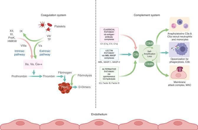 This medical pathophysiology diagram illustrates the coagulation and complement systems as they interact on an endothelial surface. The left panel details the coagulation cascade, showing the intrinsic pathway (Factor XII, XI, PreK, HMWK), the extrinsic pathway (Factor VII/TF), and their convergence into the common pathway. This sequence facilitates the conversion of prothrombin to thrombin mediated by Factor Xa, Va, and Calcium ions (Ca++). Thrombin subsequently converts fibrinogen into a fibrin clot, with a final arrow indicating fibrinolysis into D-dimers. The right panel displays the complement system's three activation pathways: Classical (antigen-antibody complexes), Lectin (MBL-MASP), and Alternative (C3 hydrolysis). These pathways converge at the C3b protein, fueling a self-amplification loop (C3bB/C3bBb). The downstream outcomes depicted include the recruitment of inflammatory cells (neutrophils/monocytes) via anaphylatoxins C3a and C5a, opsonization for phagocytosis by C3b, and the formation of the Membrane Attack Complex (MAC) for cell lysis. The diagram emphasizes the functional relationship between secondary hemostasis and innate immunity on the vascular endothelium.
