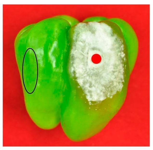 This clinical photograph of a specimen illustrates the effects of fungal inoculation on a green sweet pepper (Capsicum annuum), used as a model to study mycotoxin production and migration. The image highlights two distinct zones: an inoculation site marked by a red dot and a healthy control area enclosed in a black oval. The inoculation site demonstrates significant pathological changes, including a large, irregular lesion characterized by dense, white, cottony fungal growth (mycelium) indicative of Fusarium species infection. The surrounding tissue in this zone appears softened and discolored, showing signs of necrosis and biological degradation. In contrast, the area within the black oval remains smooth, vibrant green, and structurally intact, representing healthy tissue. This comparative model is used in toxicology and food safety research to analyze the presence of carcinogenic mycotoxins, such as fumonisins and beauvericin, which can persist in infected tissues and potentially diffuse into apparently sound parts of the food product, posing risks to human health through the interference of sphingolipid metabolism.
