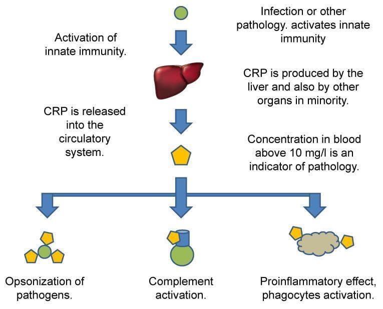 A pathophysiology flow diagram illustrating the synthesis, systemic release, and immunological functions of C-reactive protein (CRP). The pathway begins with an initial trigger, such as infection or other pathology, leading to the activation of innate immunity. The central vertical axis shows the liver as the primary site of CRP production, followed by the release of CRP (represented by a yellow pentagon) into the circulatory system. Text annotations specify that a blood concentration above 10 mg/L serves as a clinical indicator of pathology. The lower portion of the diagram branches into three distinct downstream effects: 1) Opsonization of pathogens, showing CRP bound to a green spherical target; 2) Complement activation, depicted by CRP interacting with a protein complex; and 3) Pro-inflammatory effects, specifically the activation of phagocytes (represented by a grey irregular cellular structure). This schematic summarizes CRP's role as an acute-phase reactant in human host defense and its diagnostic utility in clinical medicine.