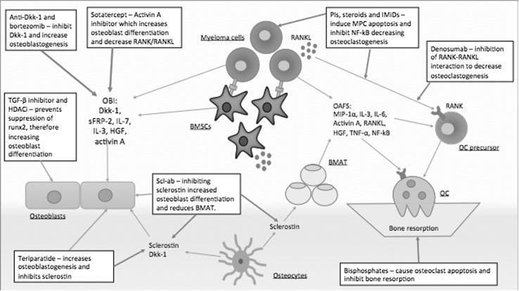 A pathophysiology diagram illustrating the mechanisms of Myeloma Bone Disease (MBD) and the effects of various pharmacological treatments within the bone marrow microenvironment. The diagram shows the uncoupling of bone remodeling through interactions between myeloma cells, bone marrow stromal cells (BMSCs), osteocytes, osteoblasts, and osteoclasts (OC). Myeloma cells and BMSCs produce osteoclast-activating factors (OAFs) like RANKL, MIP-1α, and TNF-α, which drive osteoclastogenesis and bone resorption. Simultaneously, myeloma cells and osteocytes release osteoblast inhibitory factors (OBIs) such as Dkk-1, sclerostin, and IL-7 to suppress bone formation. Key medical treatments and their targets are annotated: Denosumab (inhibiting RANK-RANKL), Bisphosphonates (inducing OC apoptosis), Scl-ab (inhibiting sclerostin to increase osteoblast differentiation), and Proteasome Inhibitors (PIs) and IMiDs (inhibiting NF-kB and inducing myeloma cell apoptosis). The diagram also highlights the role of sclerostin in increasing bone marrow adipose tissue (BMAT) and Teriparatide in promoting osteoblastogenesis.