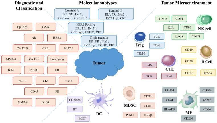 This medical infographic illustrates the complex landscape of biomarkers and cellular components involved in breast cancer diagnosis, classification, and the tumor microenvironment (TME). The diagram is divided into three functional sections. The 'Diagnostic and Classification' area lists critical tumor markers including EpCAM, HER2, ER, PR, Ki67, and PD-L1. The 'Molecular Subtypes' section provides specific biomarker profiles for Luminal A, Luminal B, HER2 Positive, and Triple Negative breast cancers, detailing the expression status of ER, PR, Her2, Ki67, EGFR, and CK. The 'Tumor Microenvironment' section displays various infiltrating immune cells and their associated surface markers: Regulatory T cells (Treg: TCR, PD-1, TIM-3), Natural Killer cells (NK: TIM-2, LAG3, TIGIT), B Cells (CD19, CD20), Cytotoxic T Lymphocytes (CTL: FAS, PD-1), Dendritic Cells (DC: CD80/86, MHC), Myeloid-Derived Suppressor Cells (MDSC: PD-L1, TGF-β), and Macrophages (MP: CD163, CD206, VEGF). This visual summary highlights the integrated approach needed for personalized oncology and immunotherapy selection.