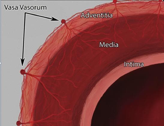 This anatomical diagram provides a cross-sectional view of a large systemic artery wall, illustrating the structural layers and the microvascular supply. The diagram identifies three distinct histological layers: the tunica intima (innermost lining), the tunica media (thick muscular middle layer), and the tunica adventitia (outermost connective tissue layer). A primary focus of the illustration is the 'vasa vasorum'—the 'vessels of the vessels.' The vasa vasorum are depicted as a branching network of small capillaries originating from larger nutrient vessels on the external surface of the adventitia. These microvessels penetrate through the adventitia and extend into the outer portions of the tunica media, highlighting the physiological mechanism for delivering oxygen and nutrients to thick-walled vessels where simple diffusion from the lumen is insufficient. The image serves as a pedagogical tool for understanding vascular histology and the pathophysiology of arterial wall maintenance in conditions such as atherosclerosis or aortic disease.