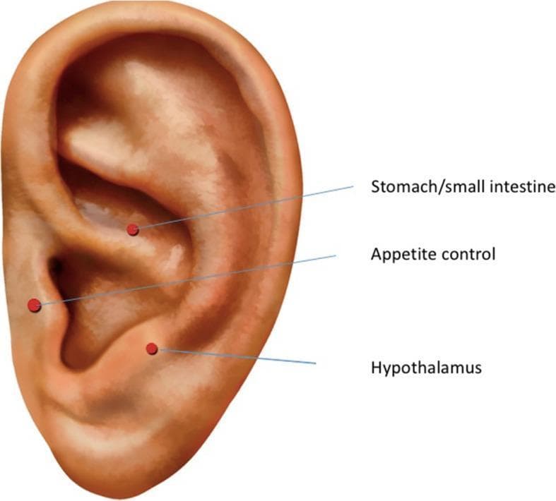 Anatomical diagram of a human right auricle illustrating specific auricular acupuncture points. The image highlights three targeted areas within the concha of the ear, marked with red circular dots and corresponding text labels. The 'Stomach/small intestine' point is located in the superior portion of the concha, near the crus of the helix. The 'Appetite control' point is positioned centrally within the auricular concha. The 'Hypothalamus' point is located in the inferior concha, adjacent to the tragus and the external auditory canal entrance. This diagram serves as a clinical reference for Auricular Electroacupuncture (AEA) protocols, demonstrating the topographic relationship between external ear anatomy (helix, antihelix, concha, and lobe) and traditional acupuncture sites used for physiological regulation, such as managing appetite or hormonal symptoms.