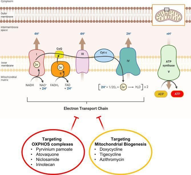 A pathophysiology diagram illustrating the mitochondrial oxidative phosphorylation (OXPHOS) system and its therapeutic inhibitors. The top schematic shows the inner mitochondrial membrane containing the Electron Transport Chain (ETC) complexes I through IV, Coenzyme Q (CoQ), and Cytochrome c (Cyt c), alongside ATP synthase (Complex V). It depicts the flow of electrons (2e-) from NADH and FADH2, the pumping of protons (H+) into the intermembrane space, and the final reduction of oxygen to water. Complex V is shown utilizing the proton gradient to convert ADP to ATP. The lower section identifies two pharmacological strategies for ATP depletion in cancer cells: 'Targeting OXPHOS complexes' using drugs like Pyrvinium pamoate, Atovaquone, Niclosamide, and Irinotecan; and 'Targeting Mitochondrial Biogenesis' using antibiotics such as Doxycycline, Tigecycline, and Azithromycin. Inhibitory arrows indicate these drugs disrupt mitochondrial function to target cancer stem cells (CSCs).