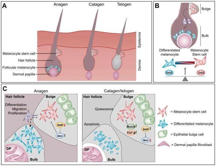 This medical illustration depicts the hair follicle cycle and the molecular mechanisms governing melanocyte homeostasis across three panels. Panel A shows the morphological progression of the hair follicle through the anagen (growth), catagen (regression), and telogen (resting) phases, highlighting the migration of melanocyte stem cells and the presence of follicular melanocytes in the hair bulb. Panel B demonstrates the cellular differentiation gradient within the hair follicle, where ZEB1 expression is associated with quiescent melanocyte stem cells in the bulge, and ZEB2 expression drives differentiation into mature, pigment-producing melanocytes in the bulb. Panel C details the micro-environmental signaling cues. During anagen, low BMP and high Wnt signaling promote stem cell proliferation, migration, and differentiation. In contrast, the catagen/telogen phases are characterized by high BMP, Notch, and TGF-beta signaling alongside low Wnt activity, leading to stem cell quiescence and follicular melanocyte apoptosis. This schematic serves as an educational resource for understanding the pathophysiology of hair pigmentation and the role of the ZEB transcription factor family in dermatological science.