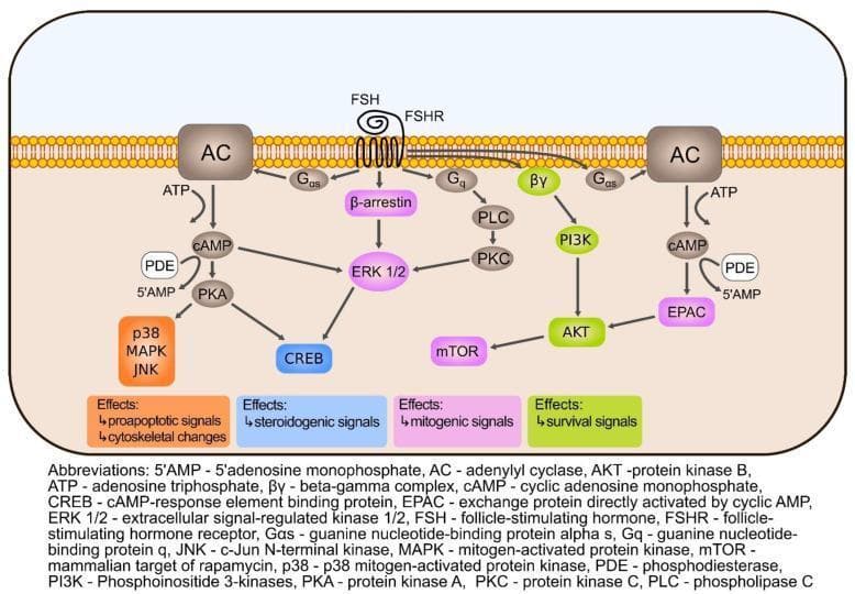 This pathophysiology diagram illustrates the intracellular signaling pathways triggered by Follicle-Stimulating Hormone (FSH) binding to its G-protein coupled receptor (FSHR) on a cell membrane. The diagram demonstrates several divergent signaling cascades: 1) The canonical Gαs/adenylate cyclase (AC) pathway where ATP is converted to cAMP, subsequently activating Protein Kinase A (PKA) and CREB, as well as EPAC. 2) The Gq/Phospholipase C (PLC) and Protein Kinase C (PKC) pathway. 3) The β-arrestin mediated activation of ERK 1/2. 4) The βγ/PI3K/AKT/mTOR survival pathway. These cascades are categorized by their educational significance into four color-coded outcomes: orange (proapoptotic signals and cytoskeletal changes involving p38, MAPK, and JNK), blue (steroidogenic signals via CREB), purple (mitogenic signals via mTOR), and green (survival signals via AKT). The diagram also notes the regulatory role of phosphodiesterase (PDE) in hydrolyzing cAMP to 5'AMP to terminate the signal.