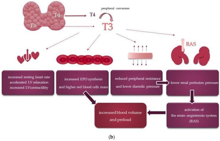 This medical flowchart illustrates the systemic and cardiovascular effects of thyroid hormones. The diagram begins with the thyroid gland releasing Thyroxine (T4) and Triiodothyronine (T3), highlighting the peripheral conversion of T4 to the more active T3. The downstream physiological impacts of T3 are categorized into four primary pathways: 1) Cardiac effects, including increased resting heart rate, accelerated left ventricular (LV) relaxation, and increased LV contractility. 2) Hematologic effects, specifically increased erythropoietin (EPO) synthesis leading to higher red blood cell mass. 3) Vascular effects, showing reduced peripheral resistance and lower diastolic pressure. 4) Renal effects, where reduced peripheral resistance leads to lower renal perfusion pressure. These combined pathways culminate in the activation of the renin-angiotensin system (RAS) and an overall increase in blood volume and preload. The illustration uses anatomical icons of the heart, blood cells, vessels, and kidneys to correlate physiological mechanisms with organ-level changes, demonstrating how hyperthyroidism or thyroid hormone signaling influences hemodynamic stability and cardiac output.