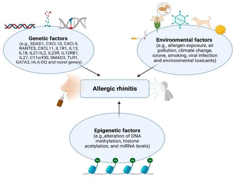 A pathophysiology diagram illustrating the multifactorial etiology of Allergic Rhinitis (AR). The graphic is organized into three major thematic bubbles converging on a central 'Allergic rhinitis' node, which is accompanied by icons of a nasal spray and an affected human profile. 1. Genetic Factors: Depicts a DNA double helix and lists specific susceptibility genes including SDAD1, Various Interleukins (IL1R1, IL13, IL18, IL21/IL2, IL23R, IL12RB1, IL27), Chemokines (CXCL9, CXCL10, CXCL11, RANTES), and others like SMAD3, GATA3, and HLA-DQ. 2. Environmental Factors: Features icons representing cigarette smoke (smoking), a dog (pet dander), a flower (pollen), a virus (infection), and the sun (climate change/ozone), alongside air pollution and toxicants. 3. Epigenetic Factors: Highlights mechanisms such as DNA methylation, histone acetylation, and miRNA level alterations, visually represented by chromatin structures with 'Me' (methylation) tags. This educational infographic summarizes the complex interplay between hereditary predisposition, external triggers, and gene-expression modifications in the pathogenesis of respiratory allergic disease.