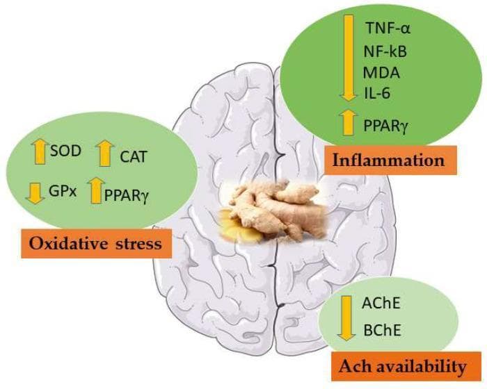 This pathophysiology diagram illustrates the neuroprotective effects of ginger on the brain, specifically in the context of vascular dementia (VD). The central feature is a superior view of a stylized human brain with ginger rhizomes overlaid at the center. Three callout boxes categorize the biological impacts: 1. Oxidative Stress: Ginger increases antioxidant enzymes SOD (Superoxide dismutase) and CAT (Catalase), along with PPARγ (peroxisome proliferator-activated receptor gamma), while decreasing GPx (glutathione peroxidase). 2. Inflammation: The diagram shows a downregulation of pro-inflammatory markers TNF-̑ (Tumor Necrosis Factor-̑), NF-̑B (Nuclear Factor kappa-B), MDA (Malondialdehyde), and IL-6 (Interleukin 6), alongside an upregulation of anti-inflammatory PPAȒ. 3. ACh Availability: The visual indicates the inhibition of AChE (Acetylcholinesterase) and BChE (Butyrylcholinesterase), suggesting enhanced cholinergic transmission. This educational infographic summarizes how ginger compounds modulate biochemical pathways related to neuroinflammation, oxidative damage, and neurotransmitter preservation in neurodegenerative conditions.