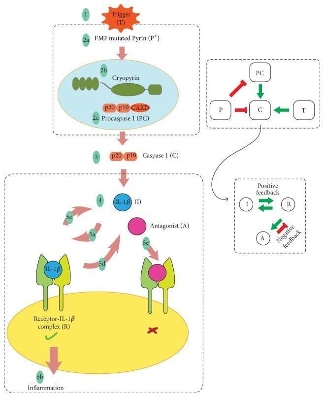 A detailed pathophysiology diagram illustrating the pathogenesis of Familial Mediterranean Fever (FMF) and the associated inflammasome signaling pathway. The diagram is divided into steps: (1) An external Trigger (T) initiates the process. (2a) FMF mutated Pyrin (P*) fails to inhibit the assembly. (2b-2c) Cryopyrin and Procaspase 1 (PC) complex into an active inflammasome. (3) Procaspase 1 is cleaved into active Caspase 1 (C), consisting of p20 and p10 subunits. (4) Caspase 1 matures IL-1β (I). (5a-5b) IL-1β binds to its receptor, forming the Receptor-IL-1β complex (R), triggering a signaling cascade that leads to systemic inflammation. Insets show regulatory feedback loops: a 'Positive feedback' loop where the IL-1β complex promotes further IL-1β production, and a 'Negative feedback' loop involving an Antagonist (A) that blocks the receptor (5e) to prevent signaling. Secondary logic diagrams highlight the mathematical modeling components, showing how mutated Pyrin (P) and Trigger (T) influence the conversion of PC to C. This diagram is designed for intermediate to advanced immunology and genetics education.