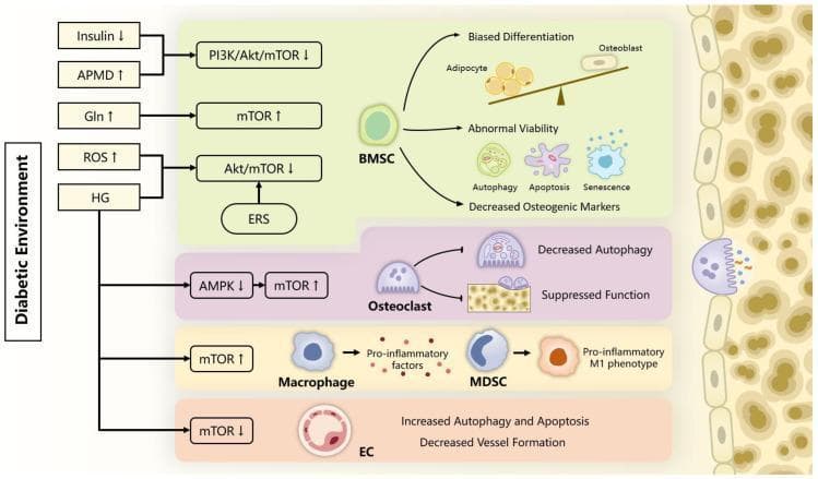 A pathophysiology diagram illustrating the effects of a diabetic environment on bone metabolism and cellular dysfunction via mTOR signaling pathways. The flowchart links diabetic factors (low insulin, high ROS, high glucose/HG) to specific molecular cascades, primarily PI3K/Akt/mTOR and AMPK pathways. The diagram is divided into four cellular sectors: 1) Bone Marrow Stromal Cells (BMSCs): Shows biased differentiation favoring adipocytes over osteoblasts (depicted on a seesaw), abnormal viability (autophagy, apoptosis, and senescence), and decreased osteogenic markers. 2) Osteoclasts: Illustrates decreased autophagy and suppressed resorptive function (lack of bone pits). 3) Immune Cells: Shows macrophages and Myeloid-Derived Suppressor Cells (MDSCs) secreting pro-inflammatory factors and shifting toward a pro-inflammatory M1 phenotype under increased mTOR signaling. 4) Endothelial Cells (EC): Shows increased autophagy/apoptosis and decreased vessel formation. The right side features a cross-section of bone tissue showing structural alterations. This infographic serves as a medical educational resource for understanding secondary skeletal complications in diabetes mellitus, focusing on the imbalance between bone formation and resorption.