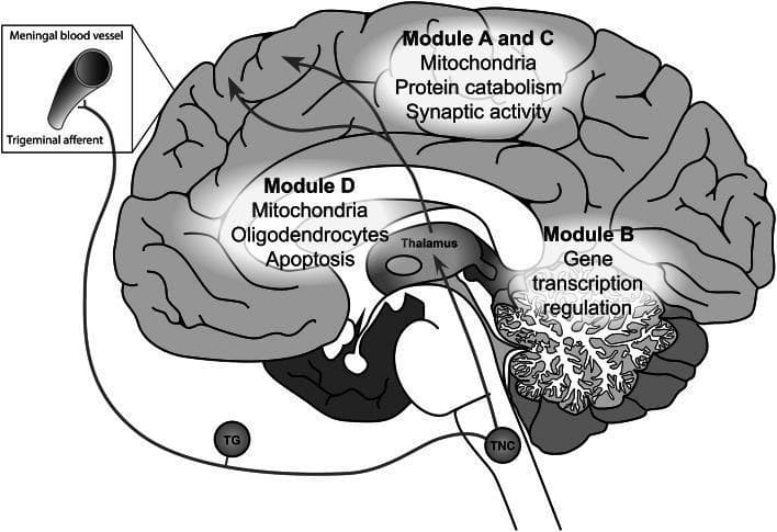 A medical schematic illustrating the pathophysiology of migraine, specifically the trigeminovascular pathway and associated gene co-expression modules in the brain. The diagram depicts a sagittal view of the human brain with key anatomical structures labeled, including the cortex, cerebellum, thalamus, and trigeminal nucleus caudalis (TNC). The trigeminovascular pathway is traced from meningeal blood vessels via trigeminal afferents through the trigeminal ganglion (TG) and TNC, ascending to the thalamus and ultimately the cerebral cortex. Overlaid on the anatomy are localized gene expression modules (A-D) highlighting specific cellular functions and components: Modules A and C in the cortex are associated with mitochondria, protein catabolism, and synaptic activity; Module B in the cerebellum is linked to gene transcription regulation; and Module D in the subcortical white matter and thalamic region is associated with mitochondria, oligodendrocytes, and apoptosis. The illustration serves as an educational tool for understanding the integration of genetic expression patterns with neuroanatomical pain pathways in migraine headache disorders.