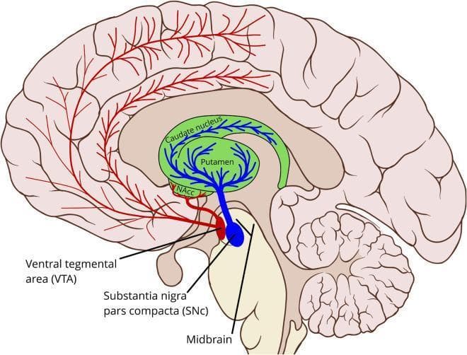 Anatomical diagram of the human brain in sagittal section illustrating the major dopaminergic pathways. The illustration highlights two primary midbrain sources: the Substantia Nigra pars compacta (SNc), color-coded in blue, and the Ventral Tegmental Area (VTA), color-coded in red. The nigrostriatal pathway is depicted as blue projections extending from the SNc to the striatum, which includes the green-shaded caudate nucleus and putamen. The mesolimbic and mesocortical pathways are represented by red lines originating from the VTA, projecting to the nucleus accumbens (NAcc) and extensively across the cerebral cortex, including prefrontal and motor regions. The diagram demonstrates the spatial relationship between the midbrain, the C-shaped basal ganglia structures, and the broader cortical distribution of dopamine. This resource is intended for neuroanatomical education regarding neurotransmitter systems and their clinical relevance to movement disorders (e.g., Parkinson's disease) and reward-based learning.