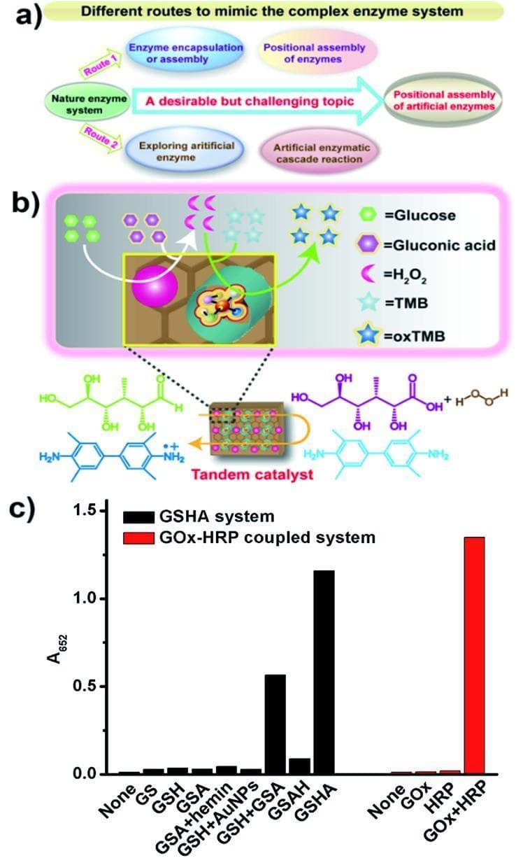 This composite educational graphic illustrates the development of artificial enzyme systems for tandem catalysis. Panel (a) is a flowchart depicting two research routes to mimic natural enzyme systems: Route 1 focuses on encapsulation/assembly of natural enzymes, while Route 2 explores artificial enzymes to achieve cascade reactions. Panel (b) provides a schematic and molecular-level illustration of a GSHA (graphene-mesoporous silica-hemin-AuNPs) tandem catalyst. It demonstrates a two-step reaction where Glucose is oxidized to Gluconic acid, producing H2O2 as an intermediate, which then facilitates the oxidation of TMB to oxTMB. Chemical structures show the transformation of glucose (green) and TMB (light blue) into their respective products. Panel (c) is a bar graph comparing the catalytic activity (measured by absorbance at 652 nm) of the GSHA system components versus the natural GOx-HRP coupled system. The data highlights that the integrated GSHA construct exhibits significantly higher activity than its individual components (GS, GSH, GSA) and approaches the performance of the natural GOx+HRP enzyme pair, demonstrating the effectiveness of spatial positional assembly in biomimetic catalysts.