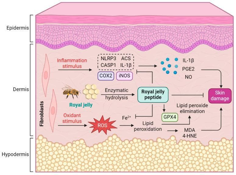 This medical schematic diagram illustrates the pathophysiology of skin damage and the protective mechanism of Royal Jelly Peptide (RJP) within a cross-section of human skin. The visual is divided into three primary layers: the stratified epidermis, the fibroblast-rich dermis, and the adipose-dense hypodermis. The central dermal region depicts two main pathways of injury. First, an inflammatory pathway triggered by stimulus leads to the activation of the NLRP3 inflammasome complex (including ASC and CASP1) and inflammatory enzymes COX2 and iNOS, resulting in the release of IL-1β, PGE2, and NO. Second, an oxidative stress pathway shows oxidant stimuli generating Reactive Oxygen Species (ROS), which, in the presence of Fe2+, drives lipid peroxidation to produce MDA and 4-HNE. Both pathways culminate in skin damage. The diagram highlights the therapeutic role of Royal Jelly Peptide, derived from enzymatic hydrolysis of royal jelly, which acts by inhibiting the NLRP3 complex and iron-dependent lipid peroxidation, while simultaneously promoting GPX4 activity for lipid peroxide elimination. This illustrates RJP's potential in dermatological health by modulating inflammation and oxidative homeostasis.